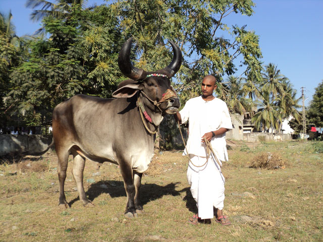 ISKCON Padayatra